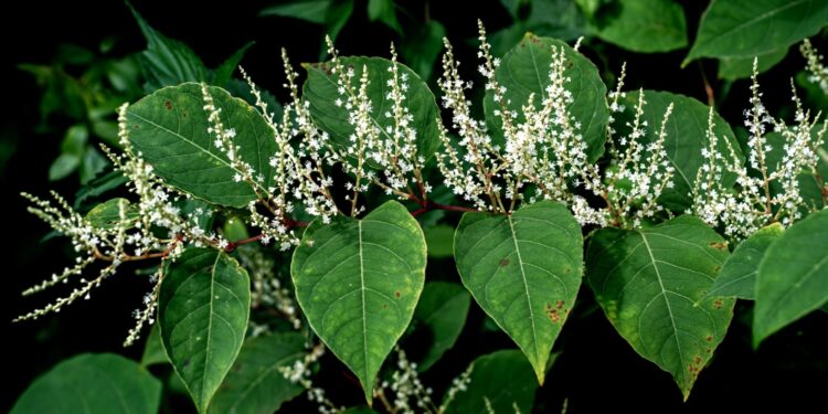 Weiße Blüten und Blätter des Japanischen Staudenknöterichs