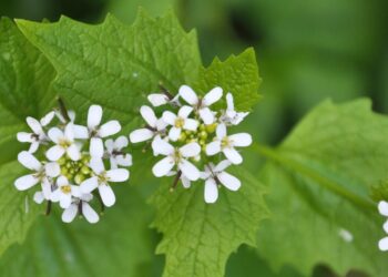 Weiße Blüten und Blätter der Knoblauchsrauke