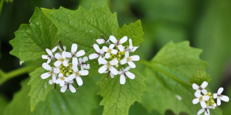 Weiße Blüten und Blätter der Knoblauchsrauke