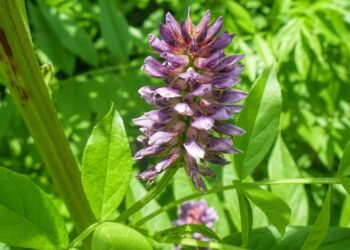 Lila Blüte, Blätter und Stängel des Echten Süßholz