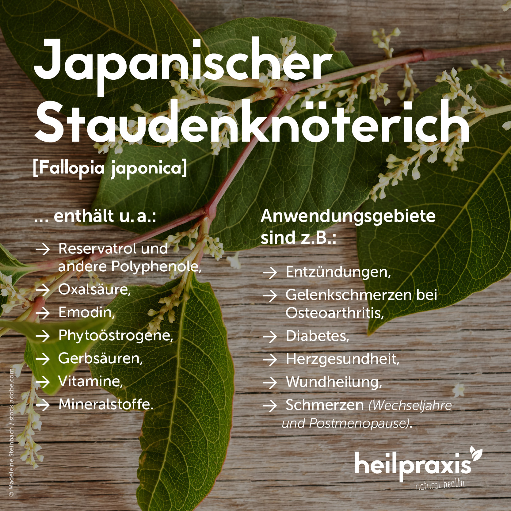 Übersichtsgrafik der Inhaltsstoffe und Anwendung vom Japanischen Staudenknöterich