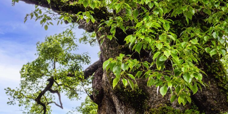 Kampferbaum, Blick auf Stamm, Rinde und Blätter