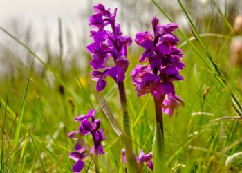 Kleines Knabenkraut mit lila Blütenstand auf Wiese