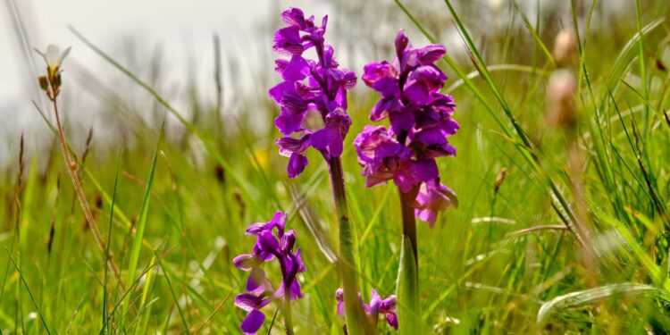 Kleines Knabenkraut mit lila Blütenstand auf Wiese