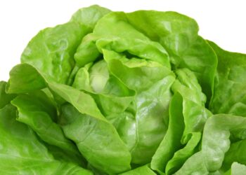 Salatkopf mit grünen Blättern