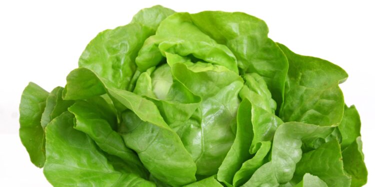 Salatkopf mit grünen Blättern