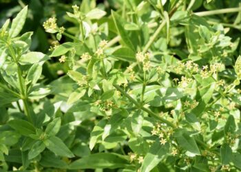 Krapp Staude mit grünen Blättern und kleinen, sternförmigen, gelb-grünen Blüten