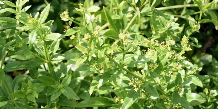 Krapp Staude mit grünen Blättern und kleinen, sternförmigen, gelb-grünen Blüten