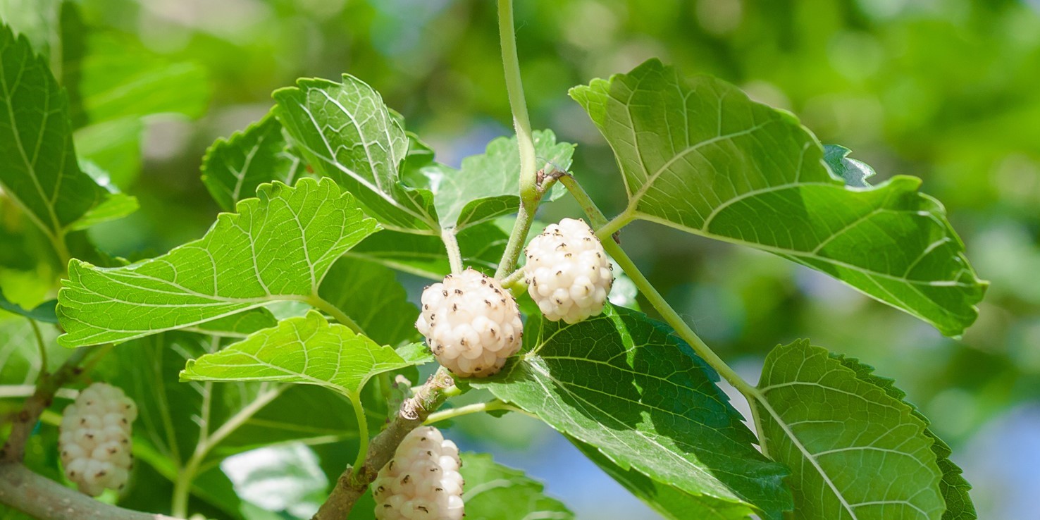 Maulbeere / Maulbeerbaum Inhaltsstoffe, Wirkung und Anwendung