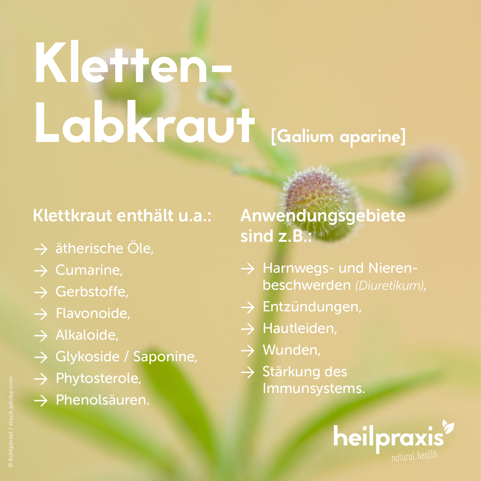 Übersichtsgrafik der Inhaltsstoffe und Anwendung des Kletten-Labkrauts