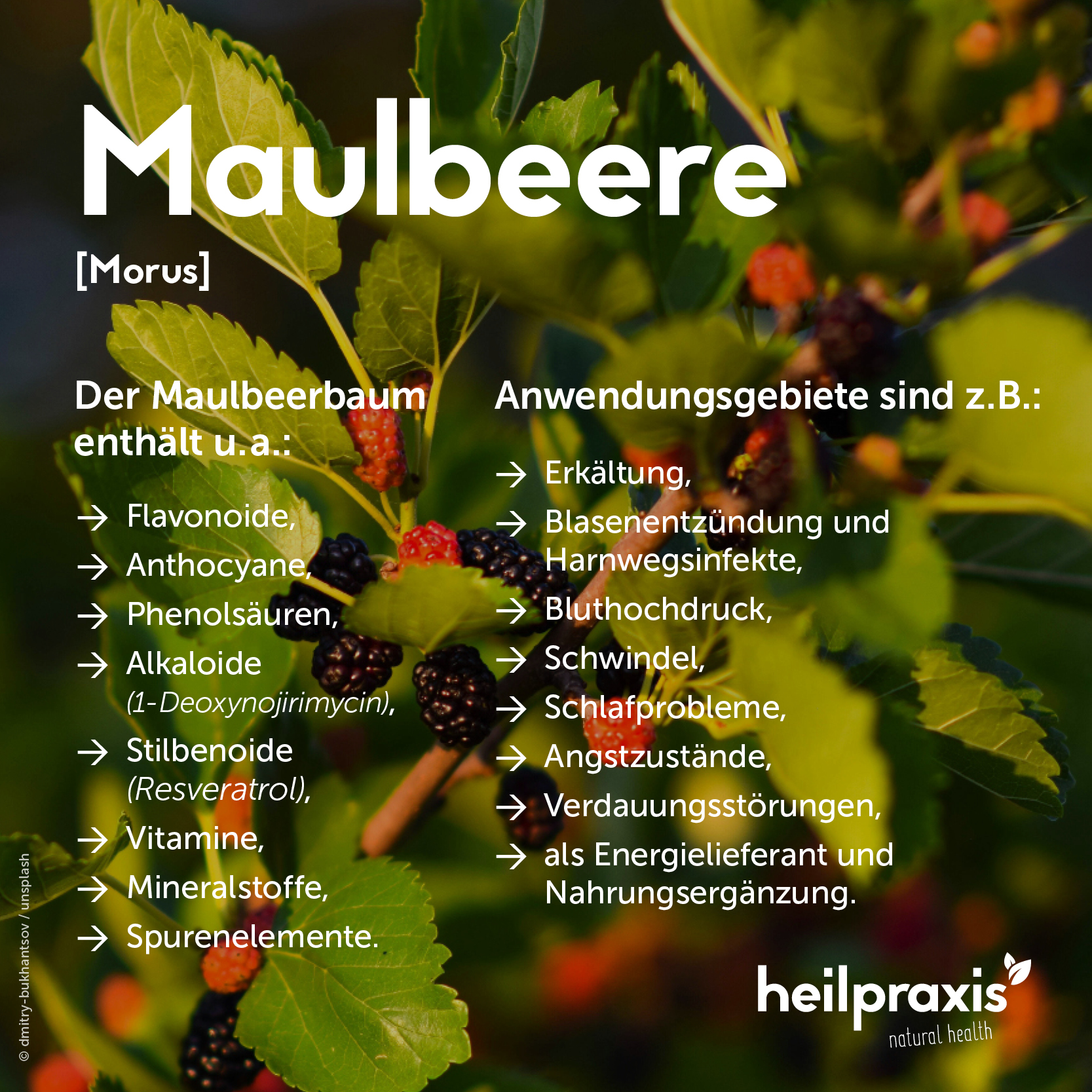 Übersichtsgrafik der Inhaltsstoffe und Anwendung des Maulbeerbaums