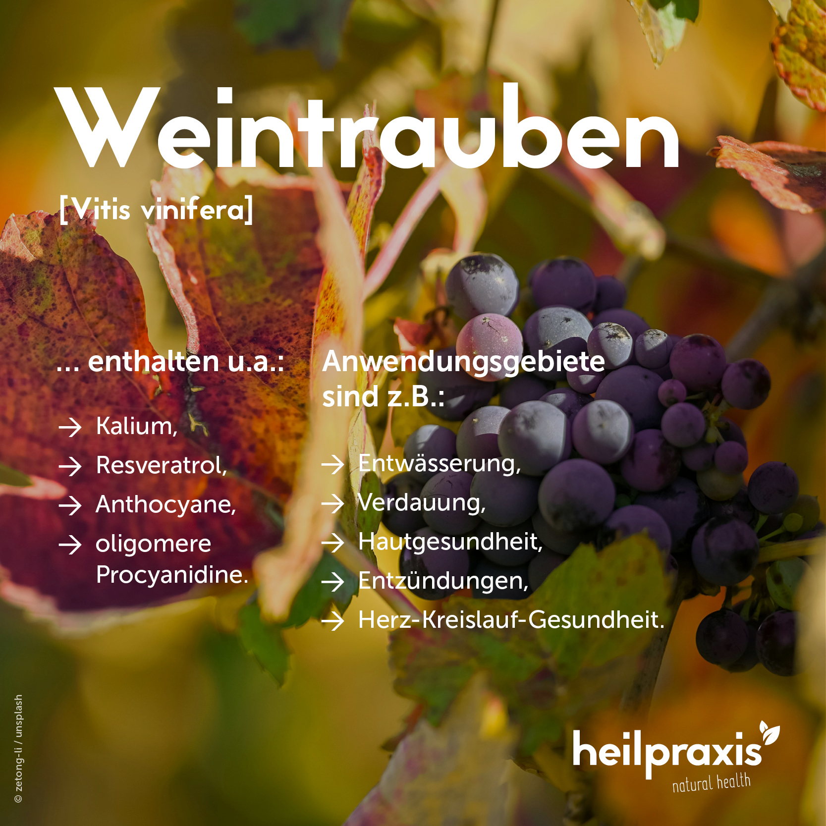 Weintrauben Inhaltsstoffe, Wirkung und Anwendung Heilpraxis