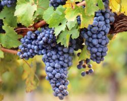 Weinrebe mit Stamm, Blättern und blauen Trauben