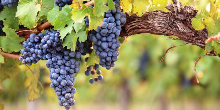 Weinrebe mit Stamm, Blättern und blauen Trauben