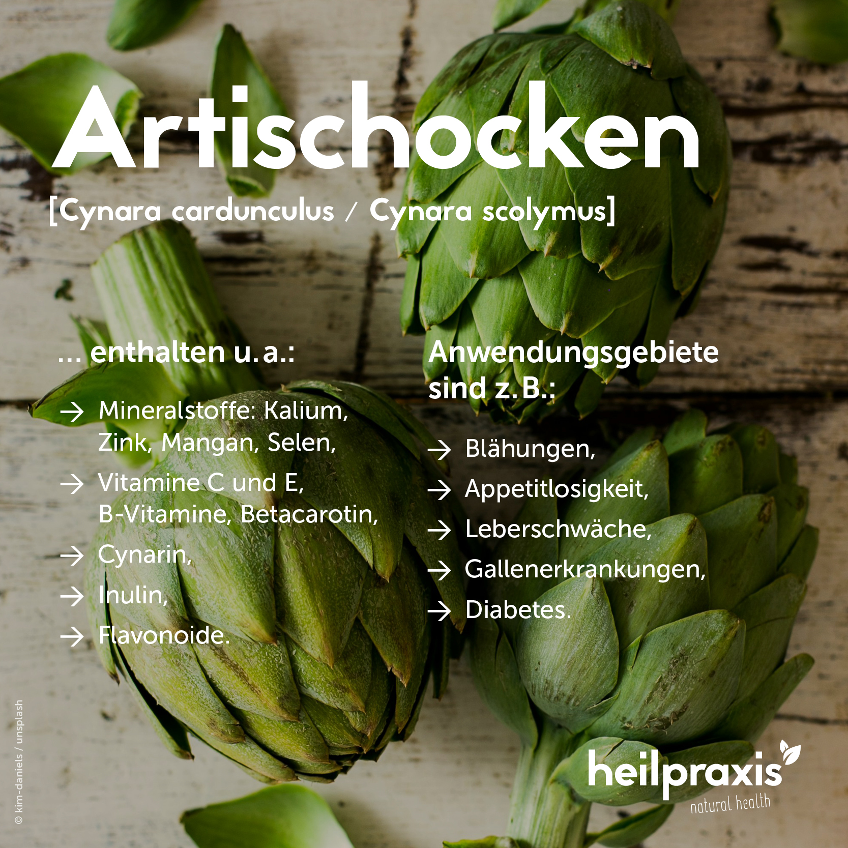 Artischocken – Inhaltsstoffe, Wirkung und Anwendung – Heilpraxis