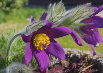 Violette Blüten der Küchenschelle