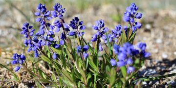 Bittere Kreuzblume mit blauen Blüten und schmalen kleinen dunkelgrünen Blättern
