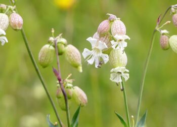 Weiße Blüten des Taubenkropf-Leimkrauts vor grünem Hintergrund