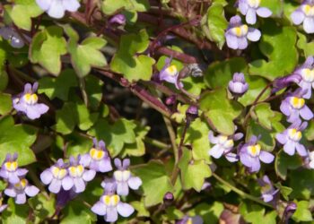 Nahaufnahme Mauer-Zimbelkraut mit dunkelgrünen Blättern und kleinen löwenmaulartigen violetten Blüten