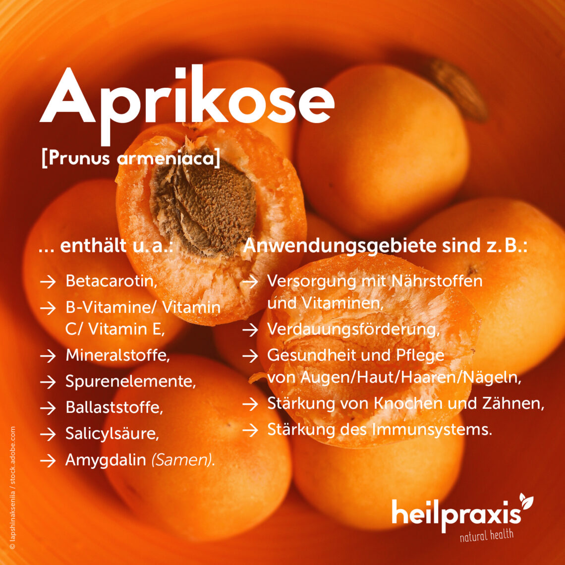Aprikose – Inhaltsstoffe, Wirkung und Anwendung – Heilpraxis