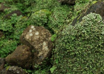 Grünes Lebermoos (Marchantia polymorpha) auf Steinen