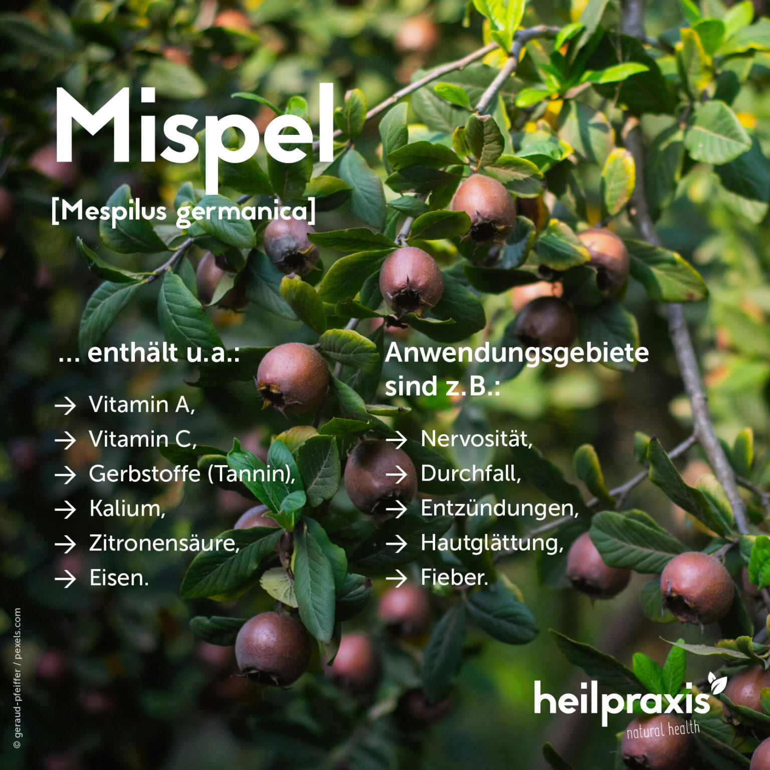 Mispel – Inhaltsstoffe, Wirkung und Anwendung – Heilpraxis