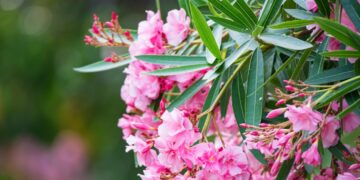 Nahaufnahme Oleander-Zweig mit rosa Blüten und dunkel grünen Blättern
