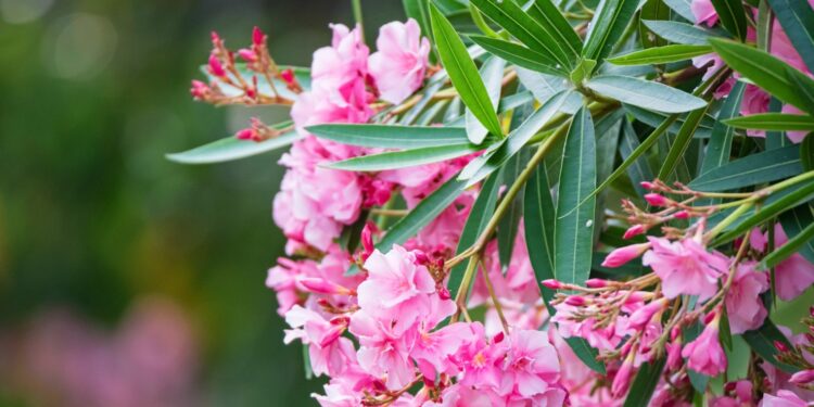 Nahaufnahme Oleander-Zweig mit rosa Blüten und dunkel grünen Blättern