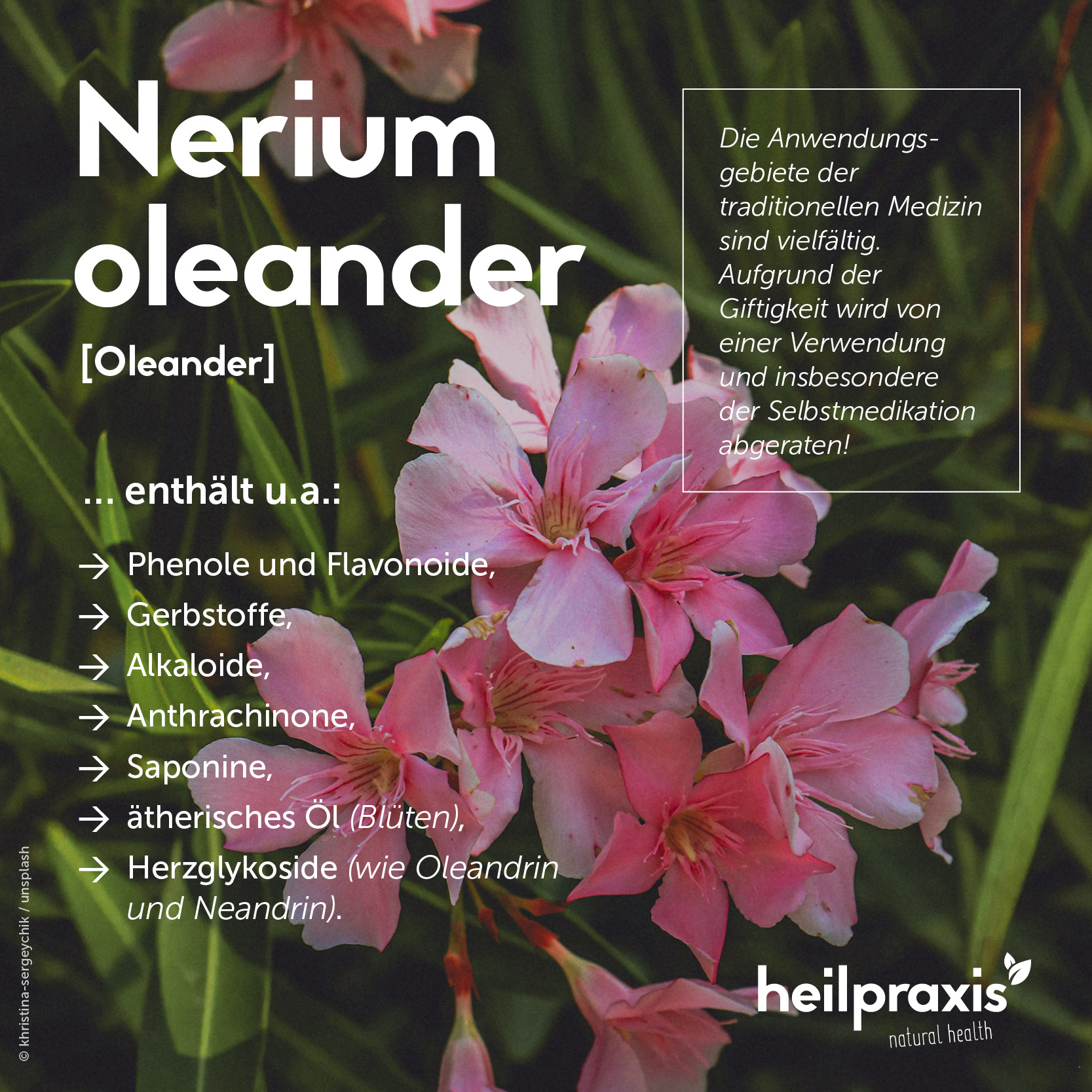 Übersichtsgrafik der Inhaltsstoffe und Anwendung von Oleander