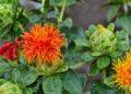 Blüten der Färberdistel in Großaufnahme.