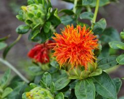 Blüten der Färberdistel in Großaufnahme.