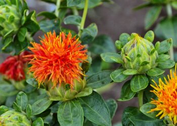 Blüten der Färberdistel in Großaufnahme.