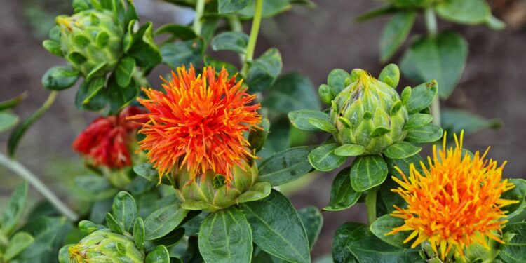 Blüten der Färberdistel in Großaufnahme.