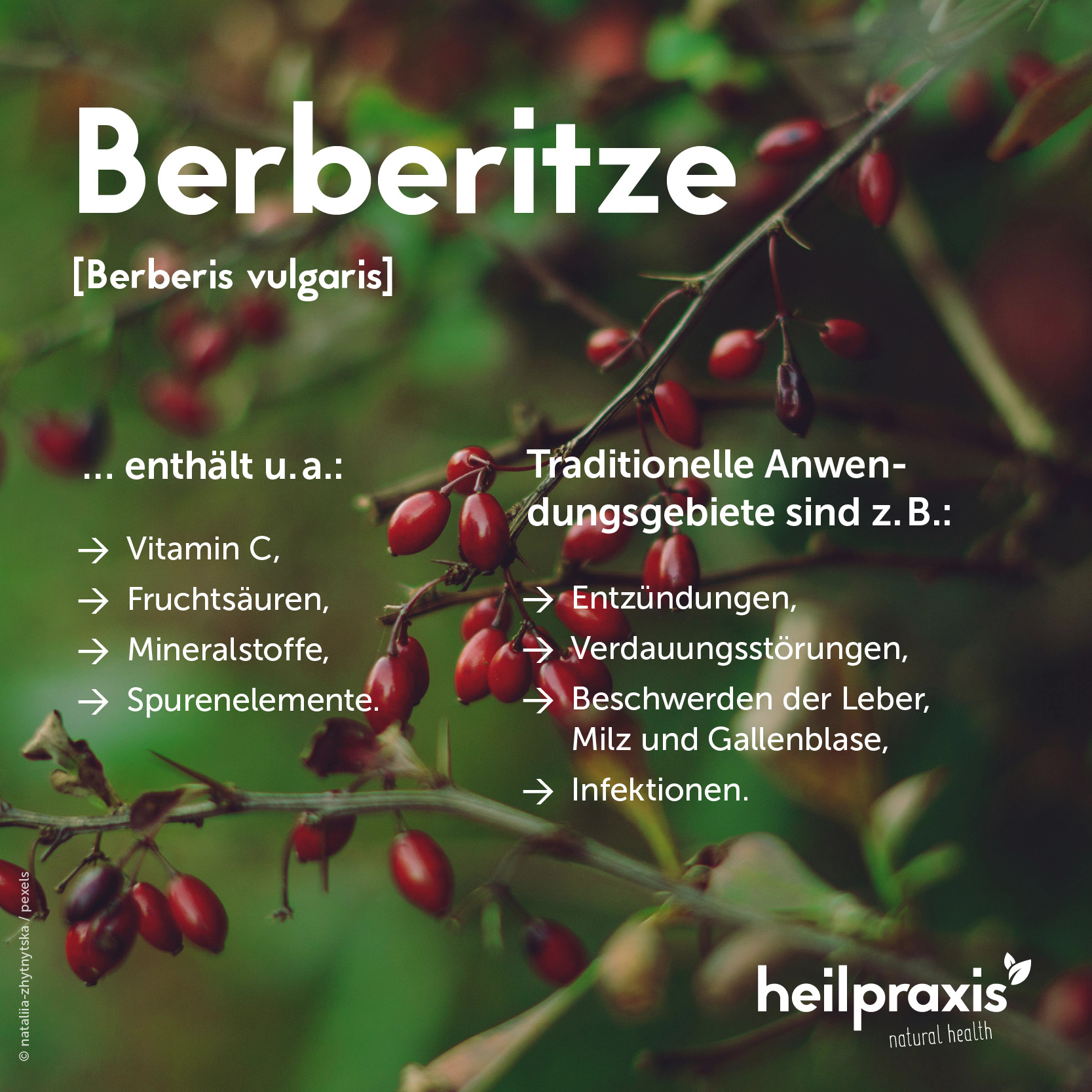 Übersichtsgrafik zu Inhaltsstoffen und Anwendungsgebieten von Berberitze (Berberis vulgaris)