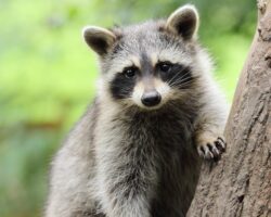 Waschbär auf einem Baum