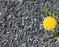 Löwenzahnblüte umgeben von Schotter