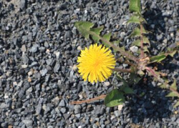 Löwenzahnblüte umgeben von Schotter