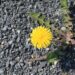 Löwenzahnblüte umgeben von Schotter