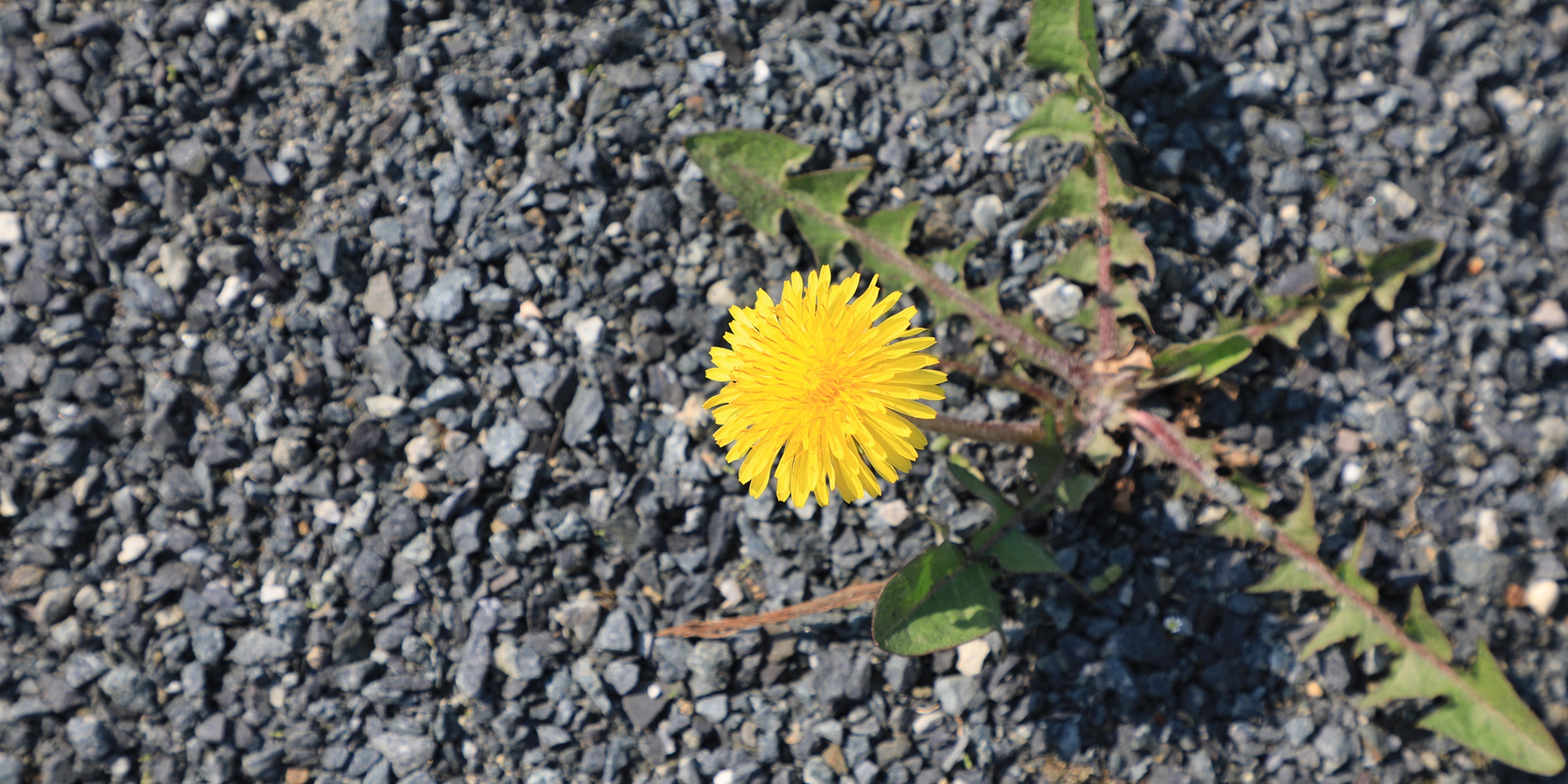 Resilienz-st-rken-so-geht-s